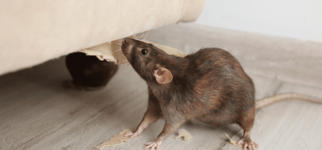 affordable pest control Winnipeg