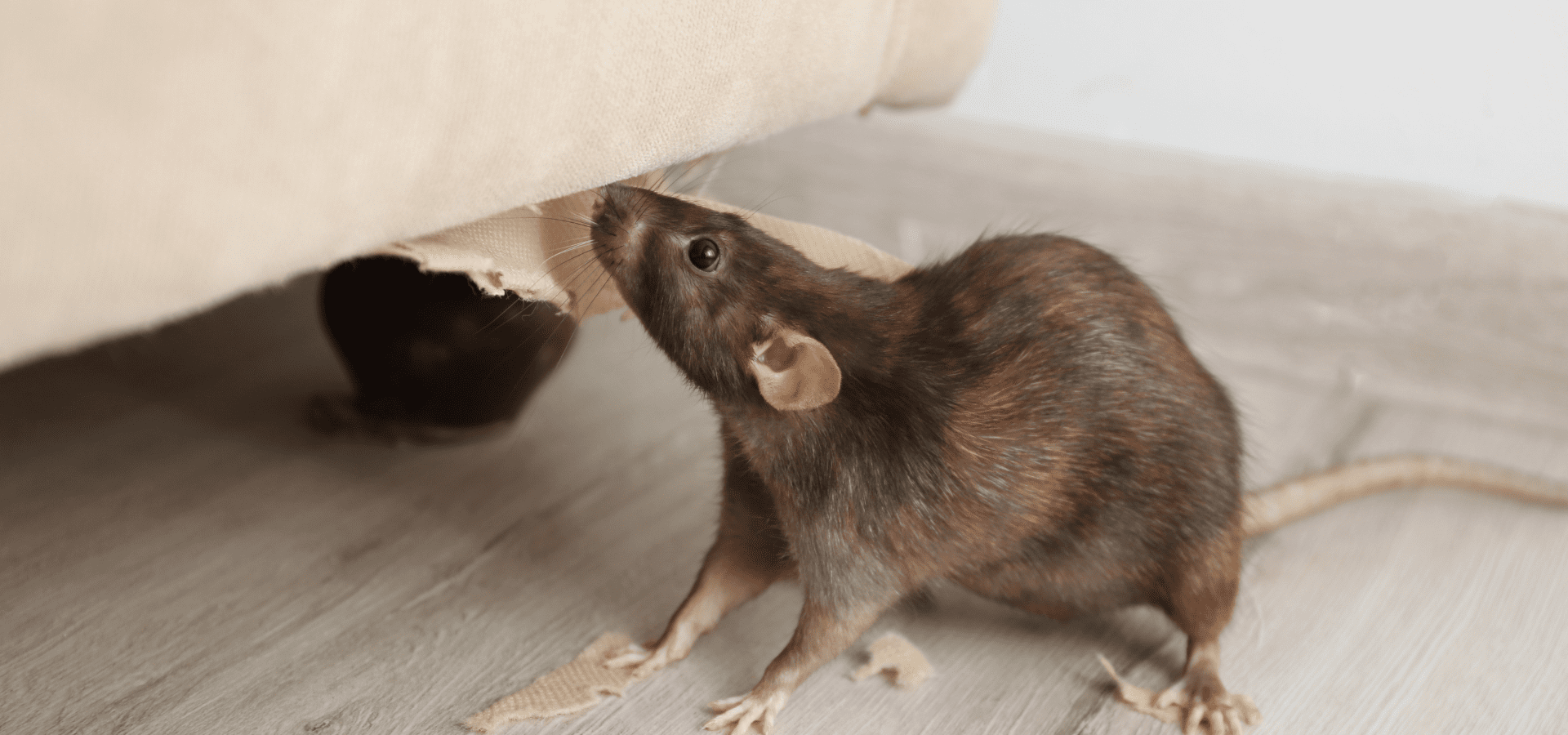 affordable pest control Winnipeg