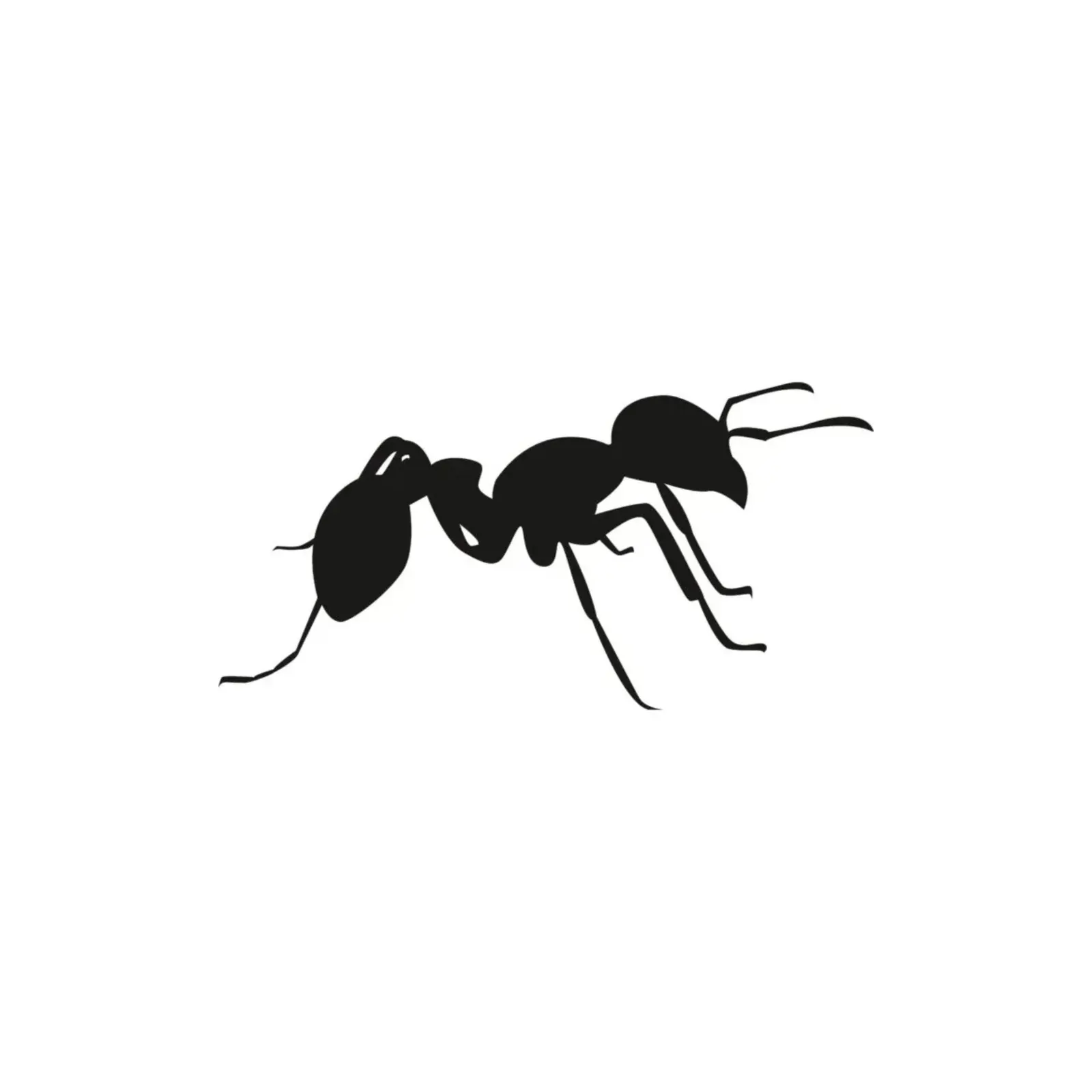 Winnipeg pest removal - Progressive Pest Management | Progressive Pest Management