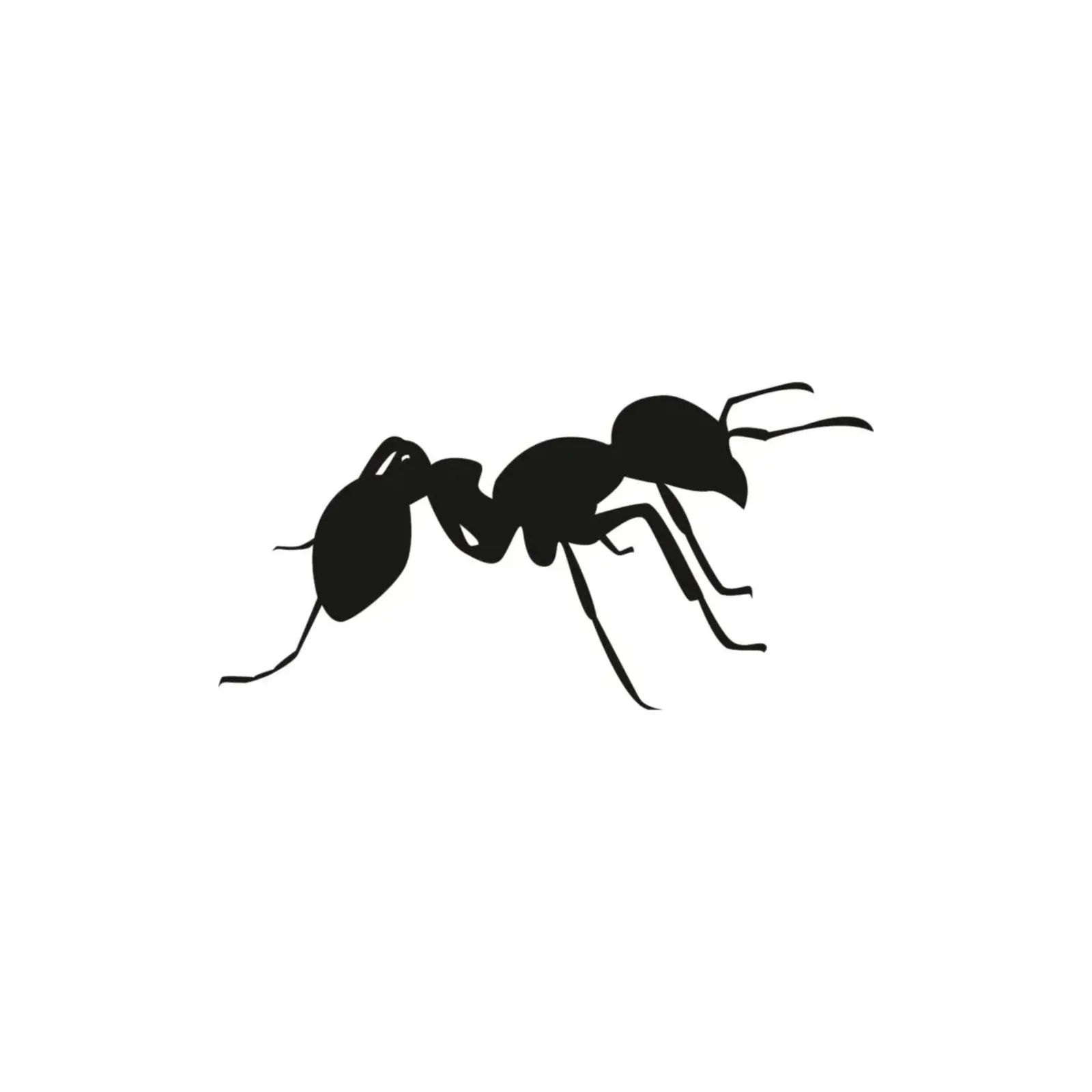 quality pest control winnipeg | Progressive Pest Management