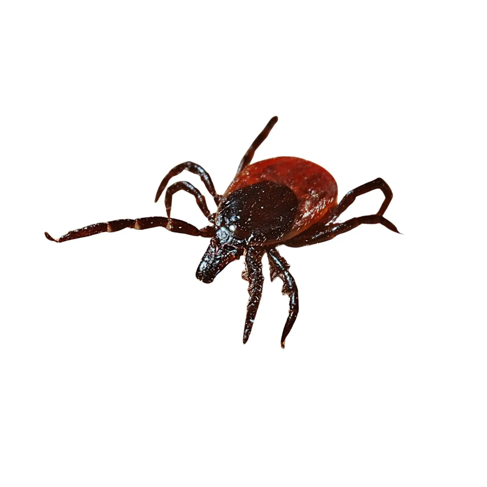 professional exterminators Winnipeg - Progressive Pest Management | Progressive Pest Management