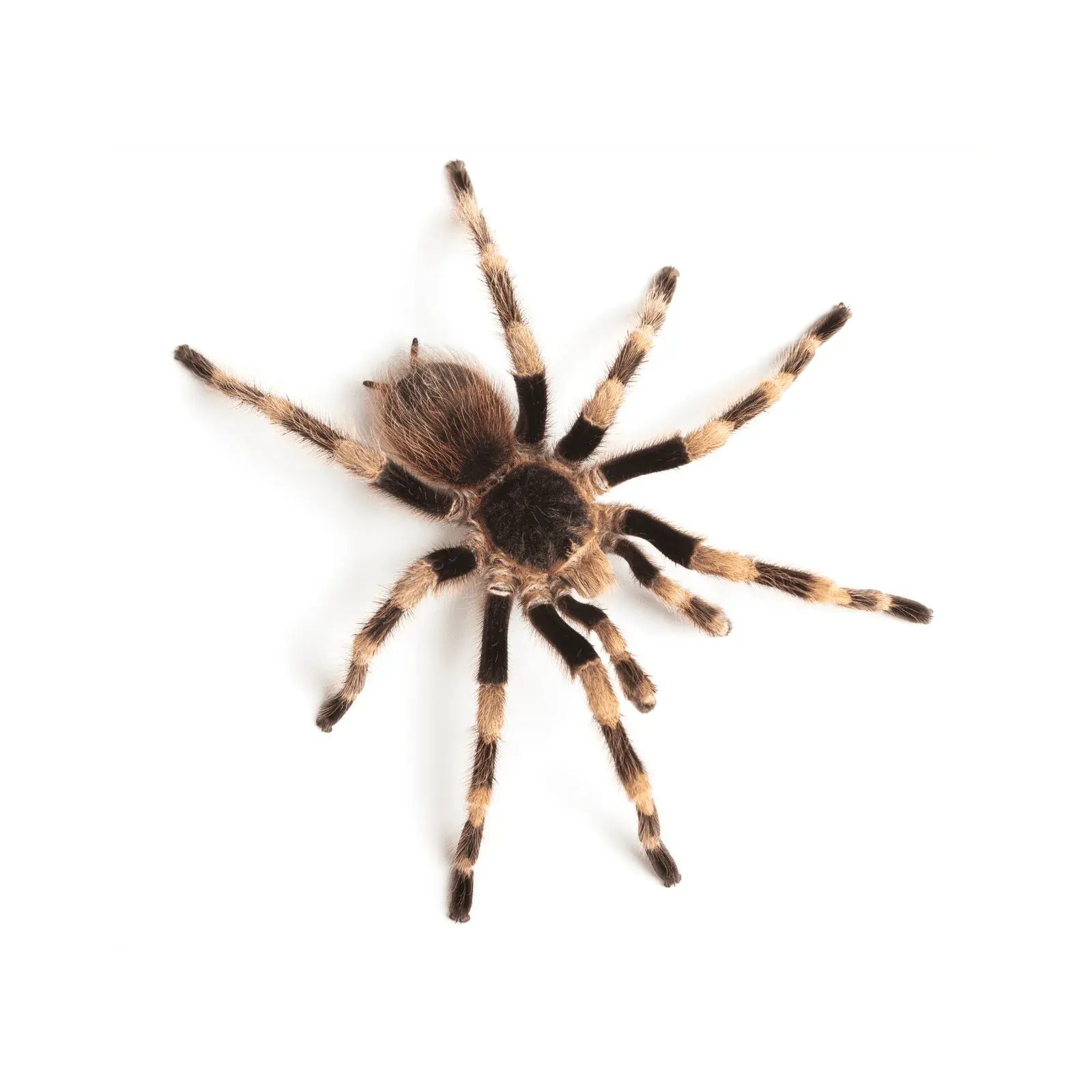 quality pest control winnipeg | Progressive Pest Management