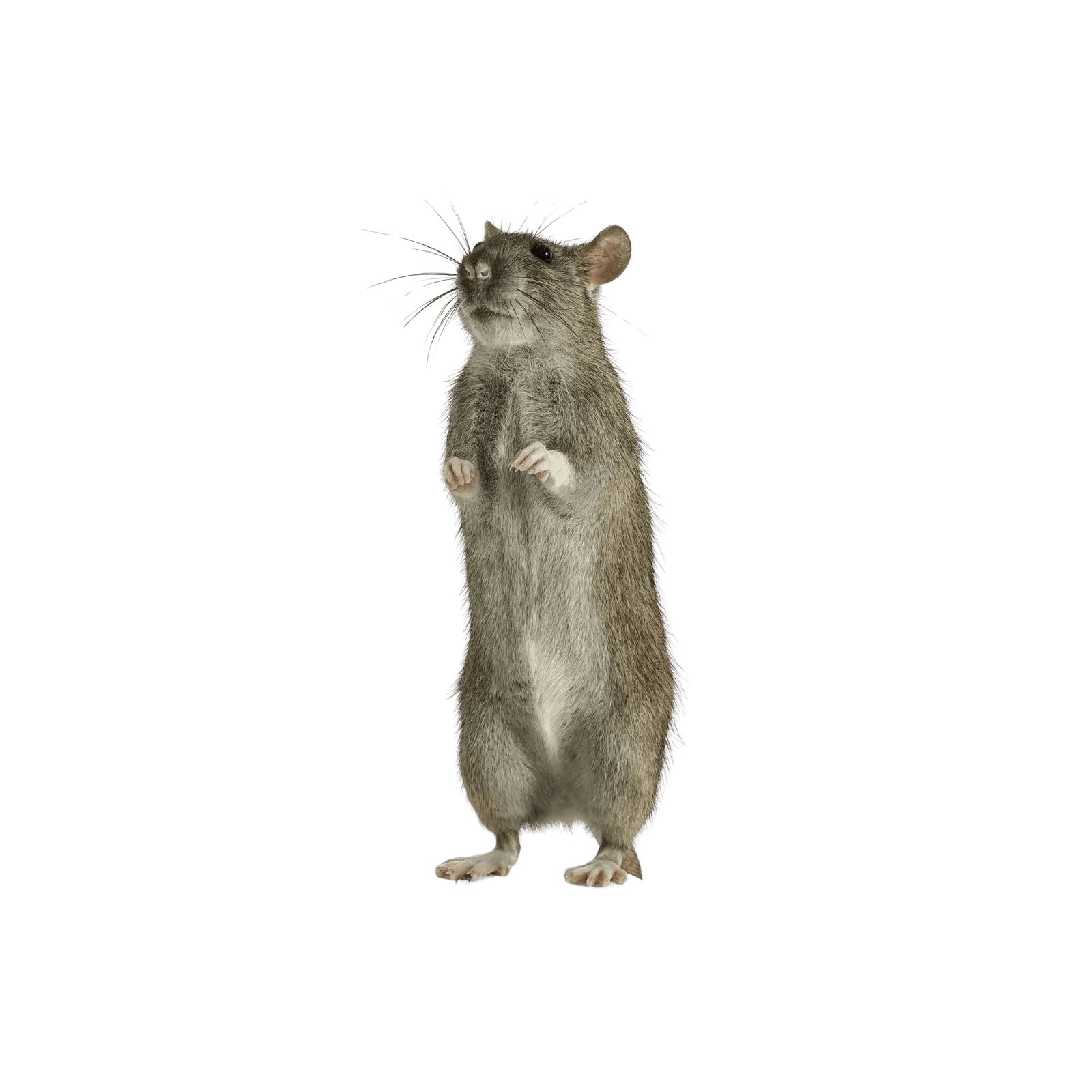 quality pest control winnipeg | Progressive Pest Management