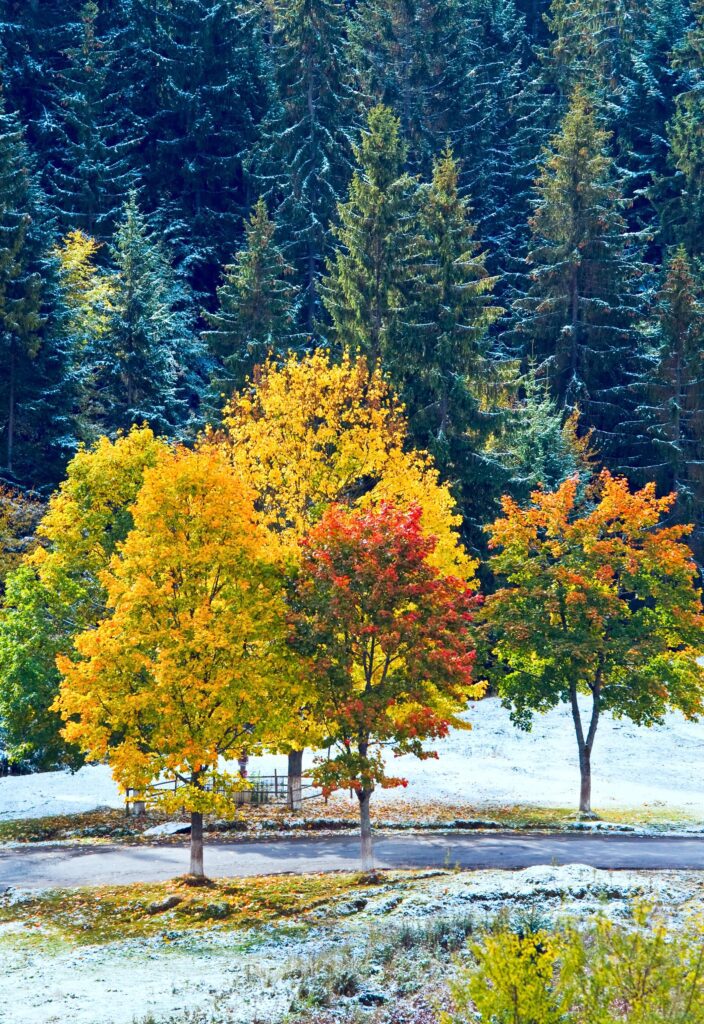 Residential Pest Control in Calgary: A Seasonal Calendar of What to Expect & How to Prevent