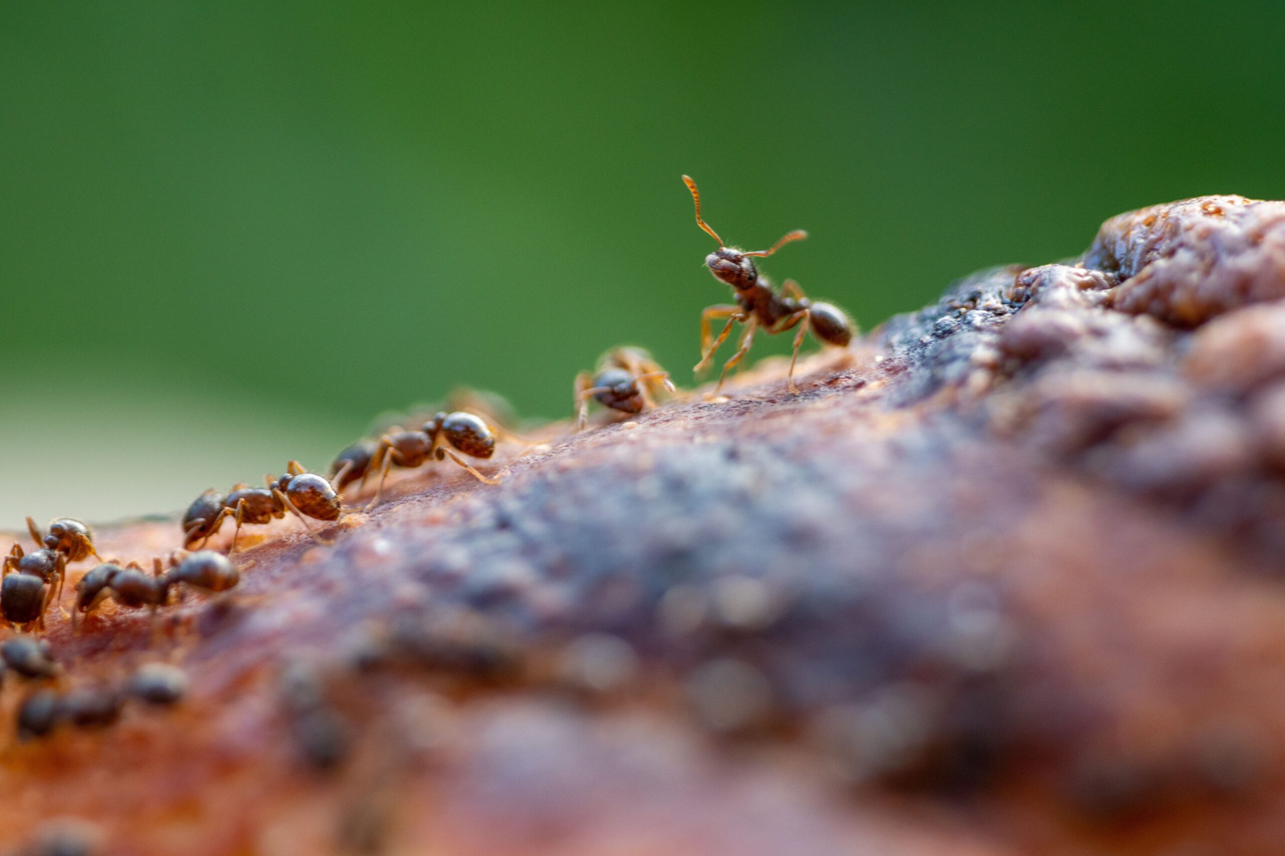 Close-up of ants exploring a textured brown surface with blurred green background.
