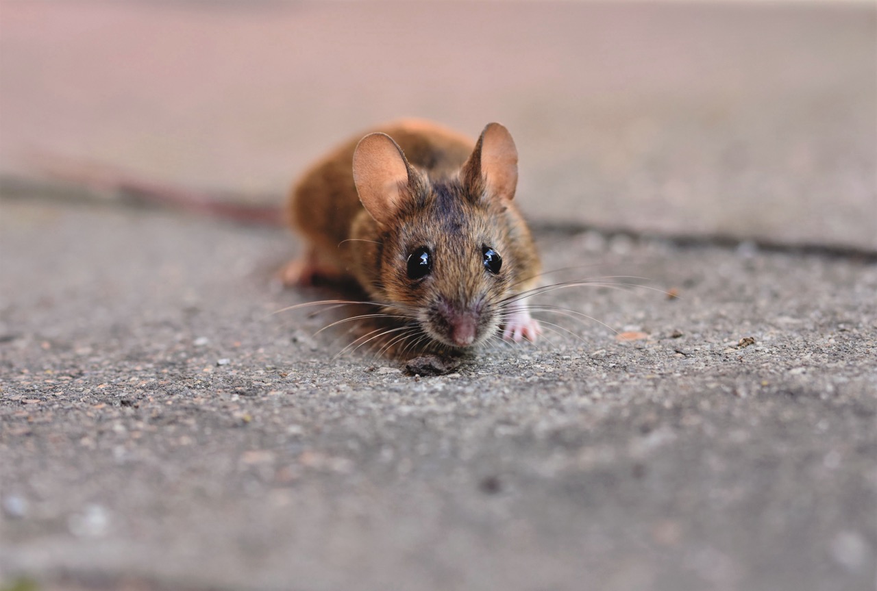 emergency pest control winnipeg