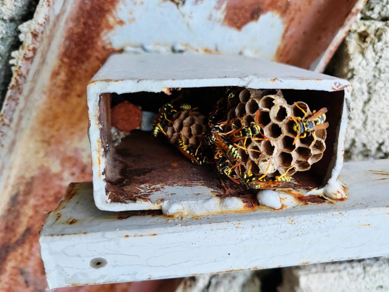 wasp control winnipeg