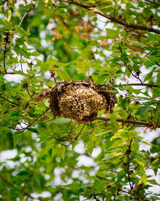wasp nest removal in calgary