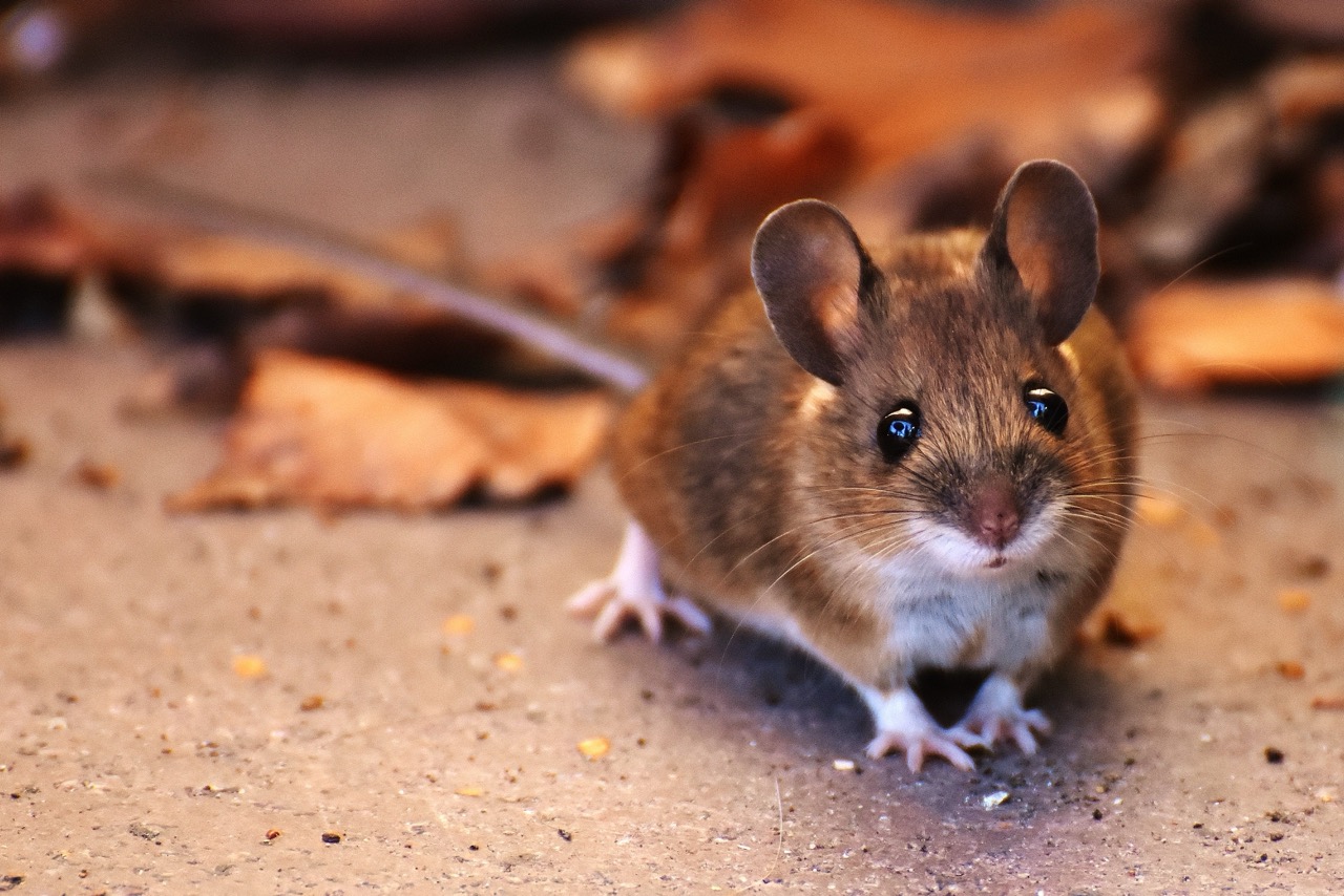 exterminators in Winnipeg
