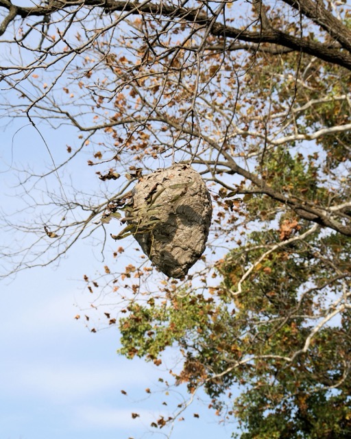 wasp nest removal in Calgary