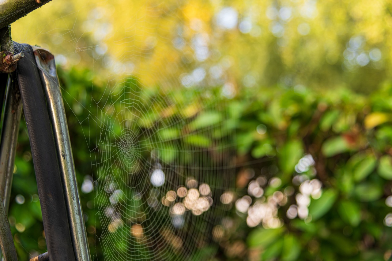 spider control in Calgary