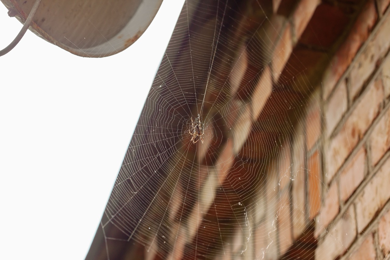 spider pest control in winnipeg