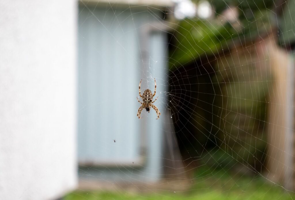 Types of Spiders in Alberta