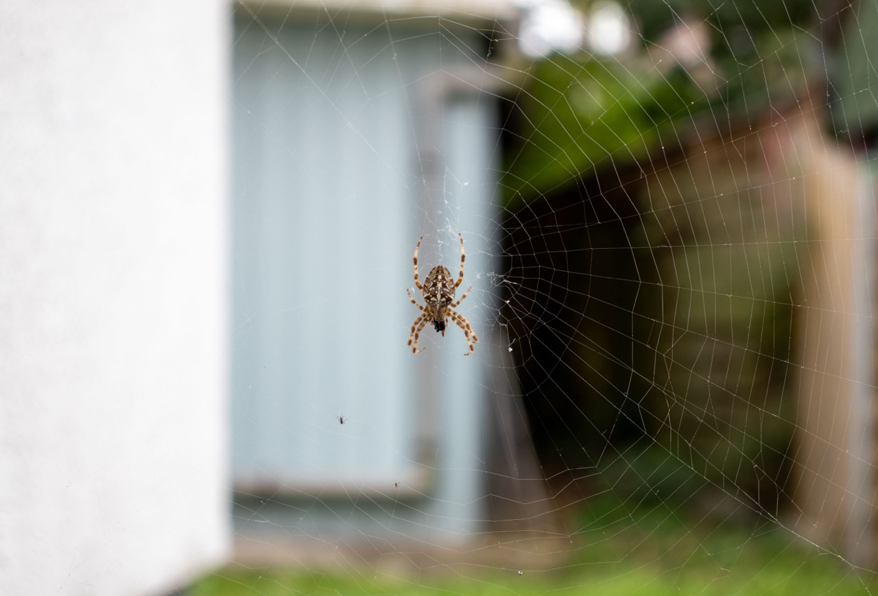 Types of Spiders in Alberta
