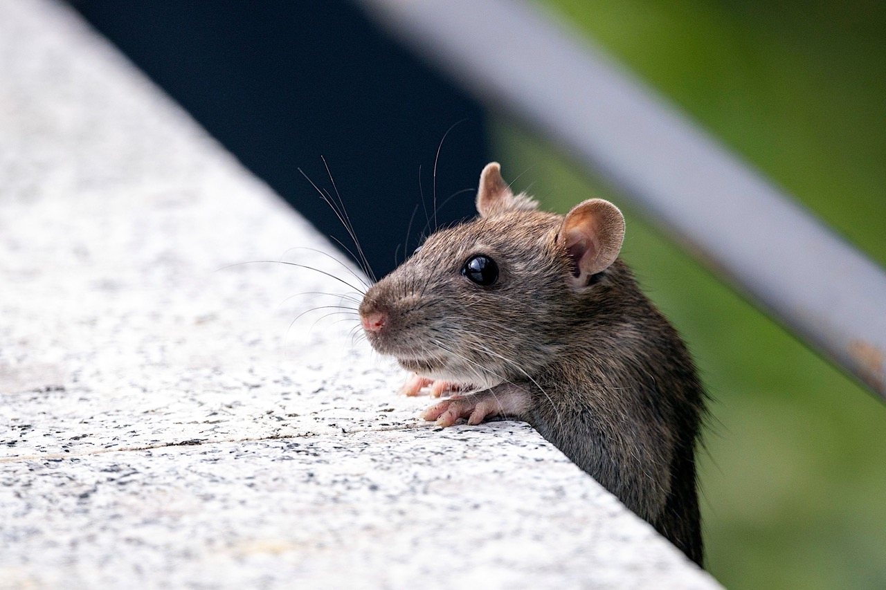 commercial rodent control in Winnipeg