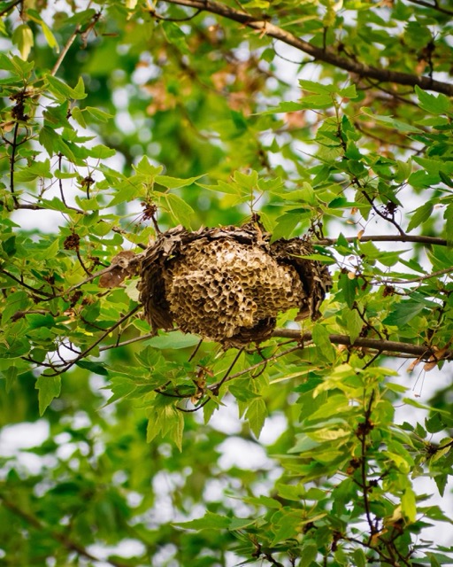 wasp nest removal winnipeg