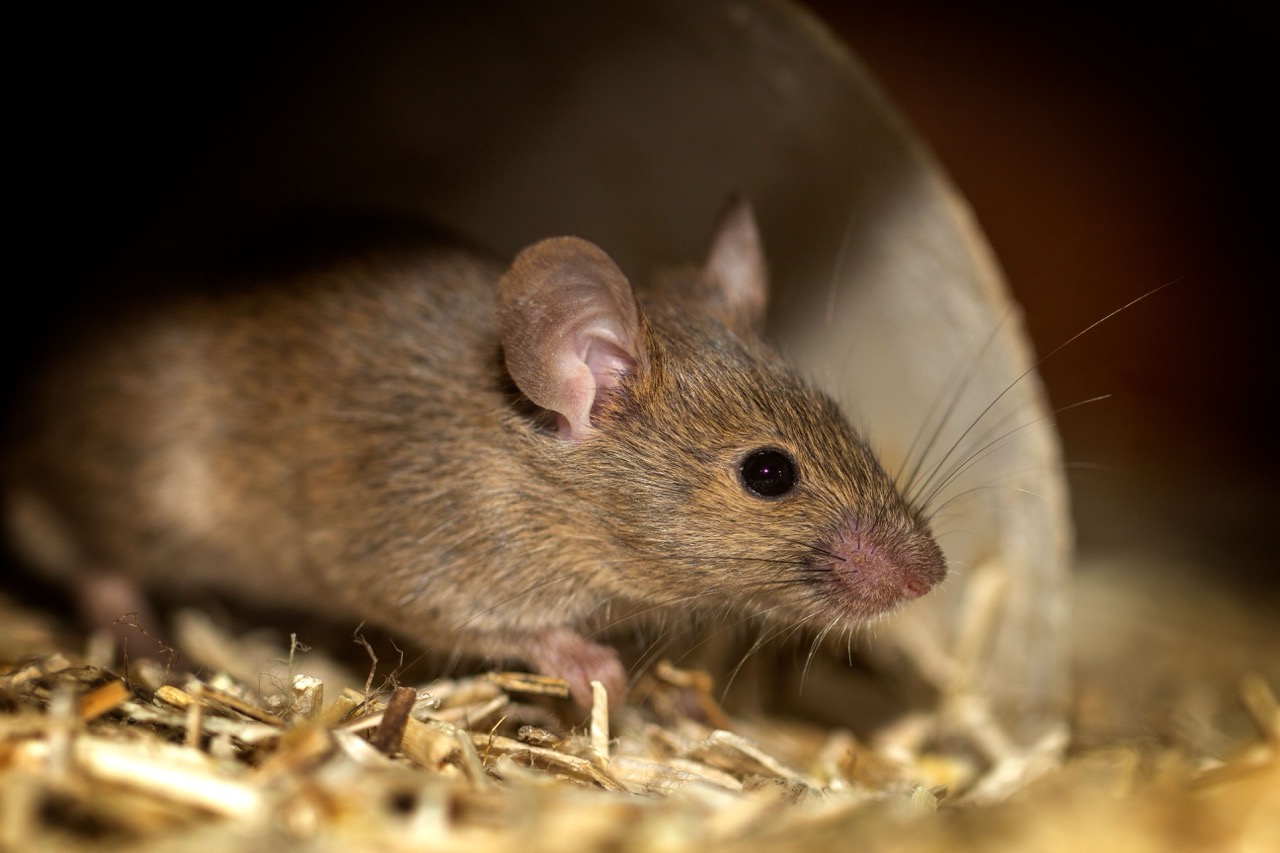 mice exterminator in winnipeg