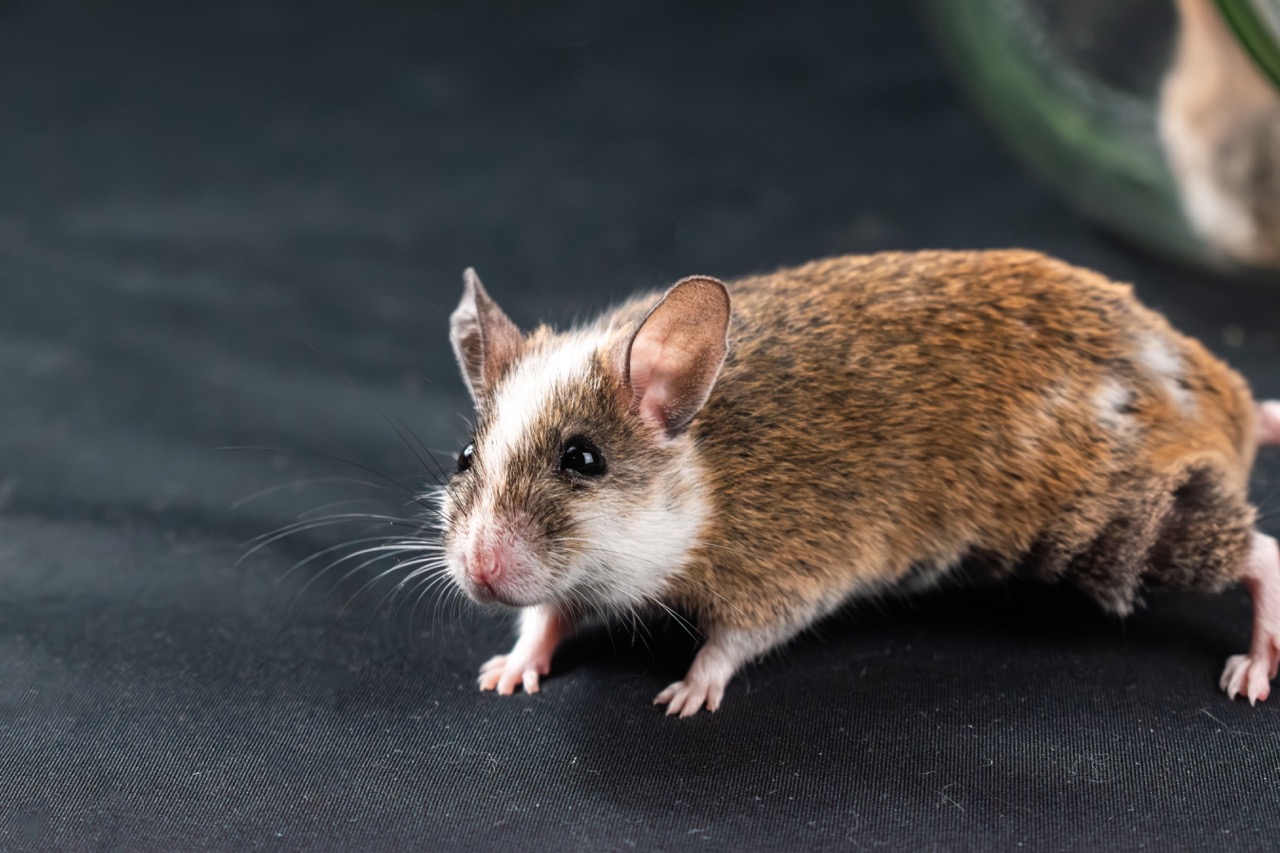 pest control Calgary mice